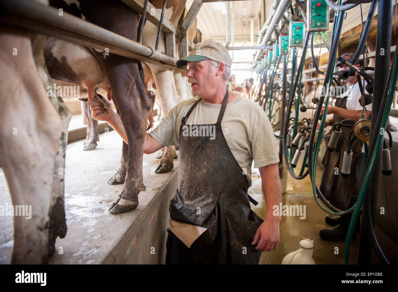 Milchviehhalter abwischen Kühe Euter in der Nähe von langen, grünen, Maryland, USA Stockfoto