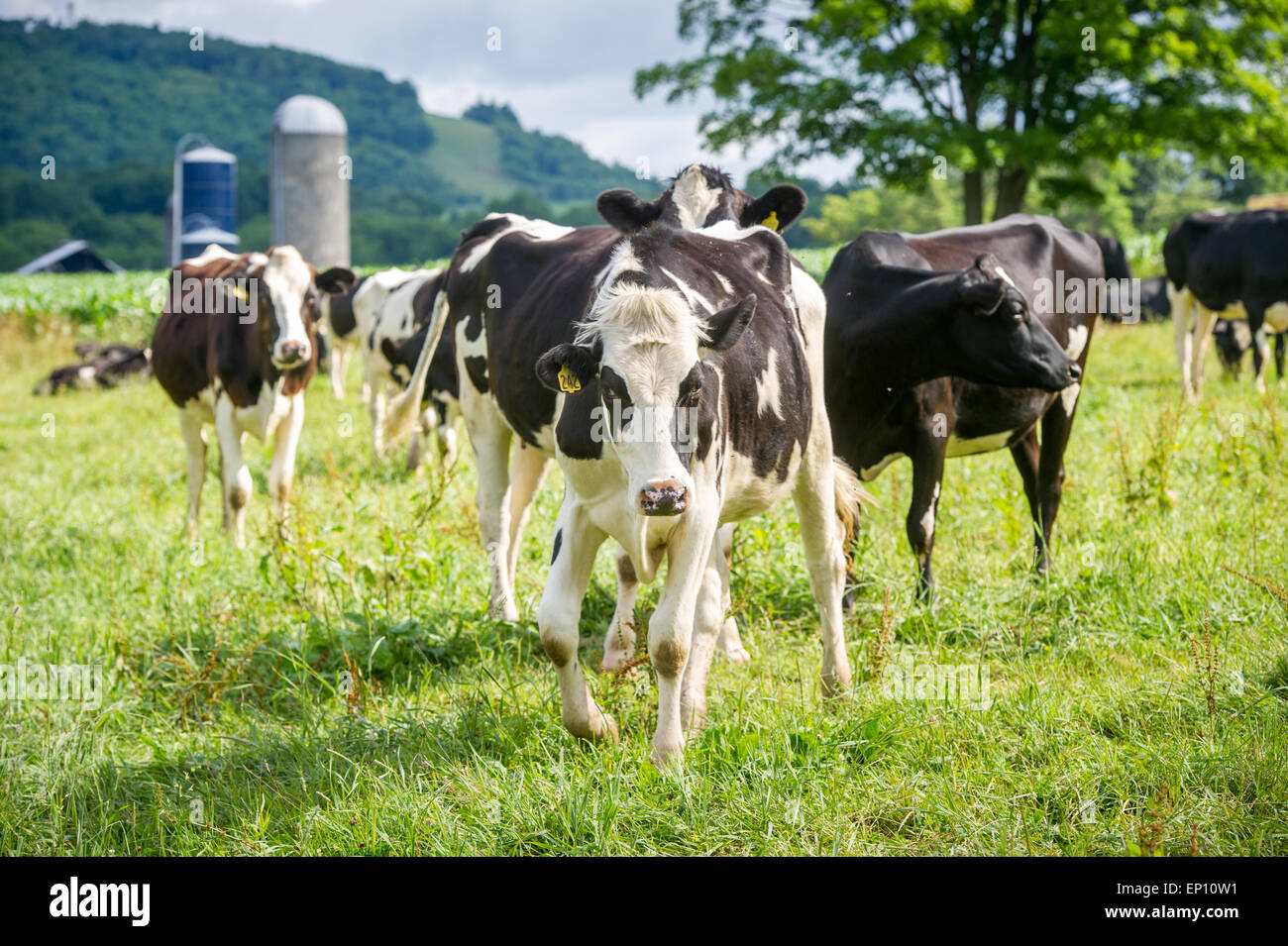Milchkühe in Garrett County, Maryland, USA Stockfoto