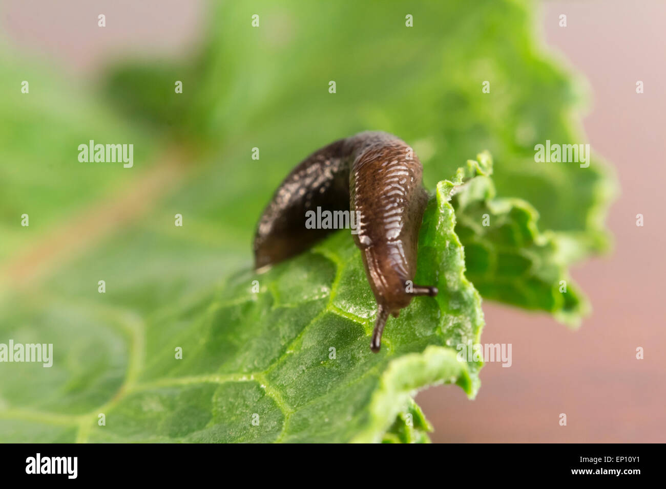 Gemeinsamer Garten Slug schlängelt sich entlang eines Blattes in Nahaufnahme Makro-Foto Stockfoto