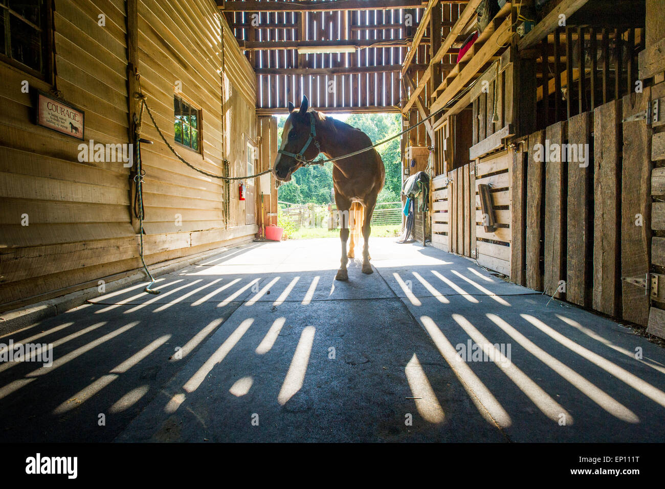 Pferd in einem Stall mit Schatten aus den hölzernen Latten in Huntingtown, Maryland, USA Stockfoto