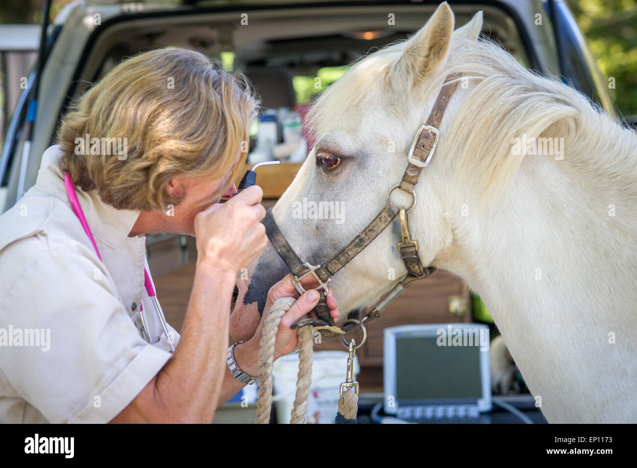 Equine Tierarzt überprüft das Auge auf einem Pferd in Funken, Maryland, USA Stockfoto