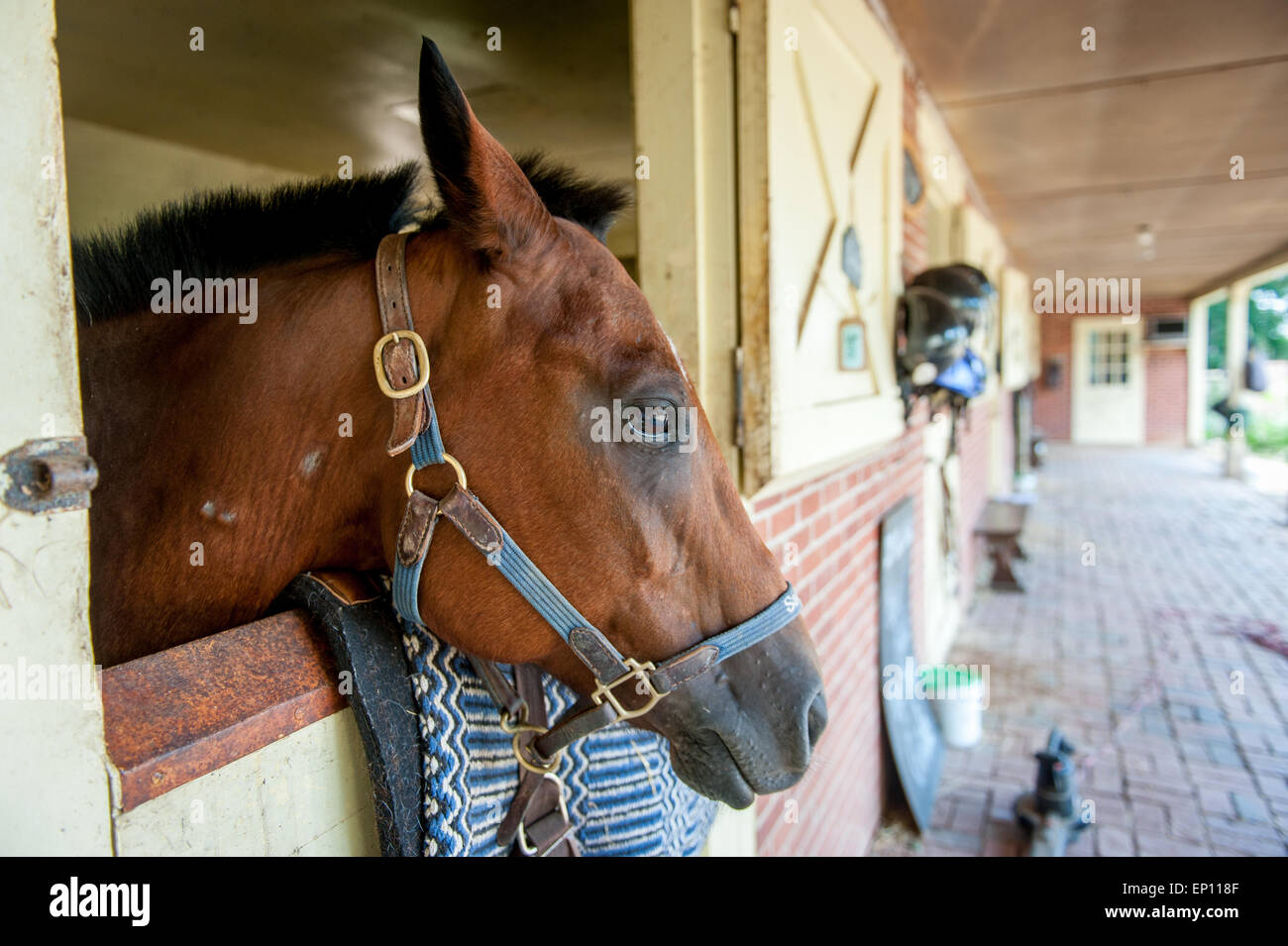 Pferd im Stall in Hampstead, Maryland, USA Stockfoto