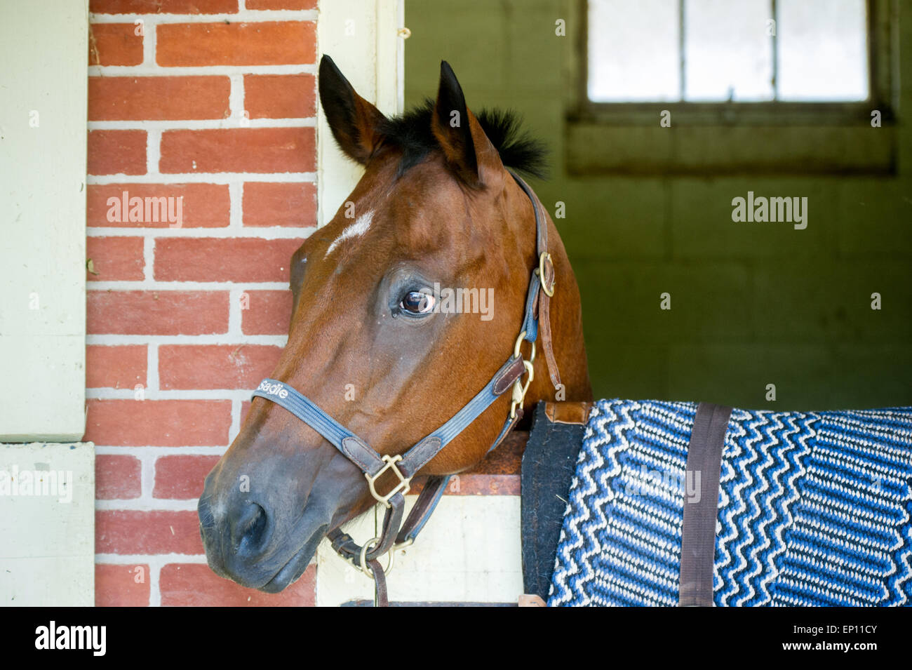Pferd aus Ställen in Hampstead, Maryland, USA Stockfoto