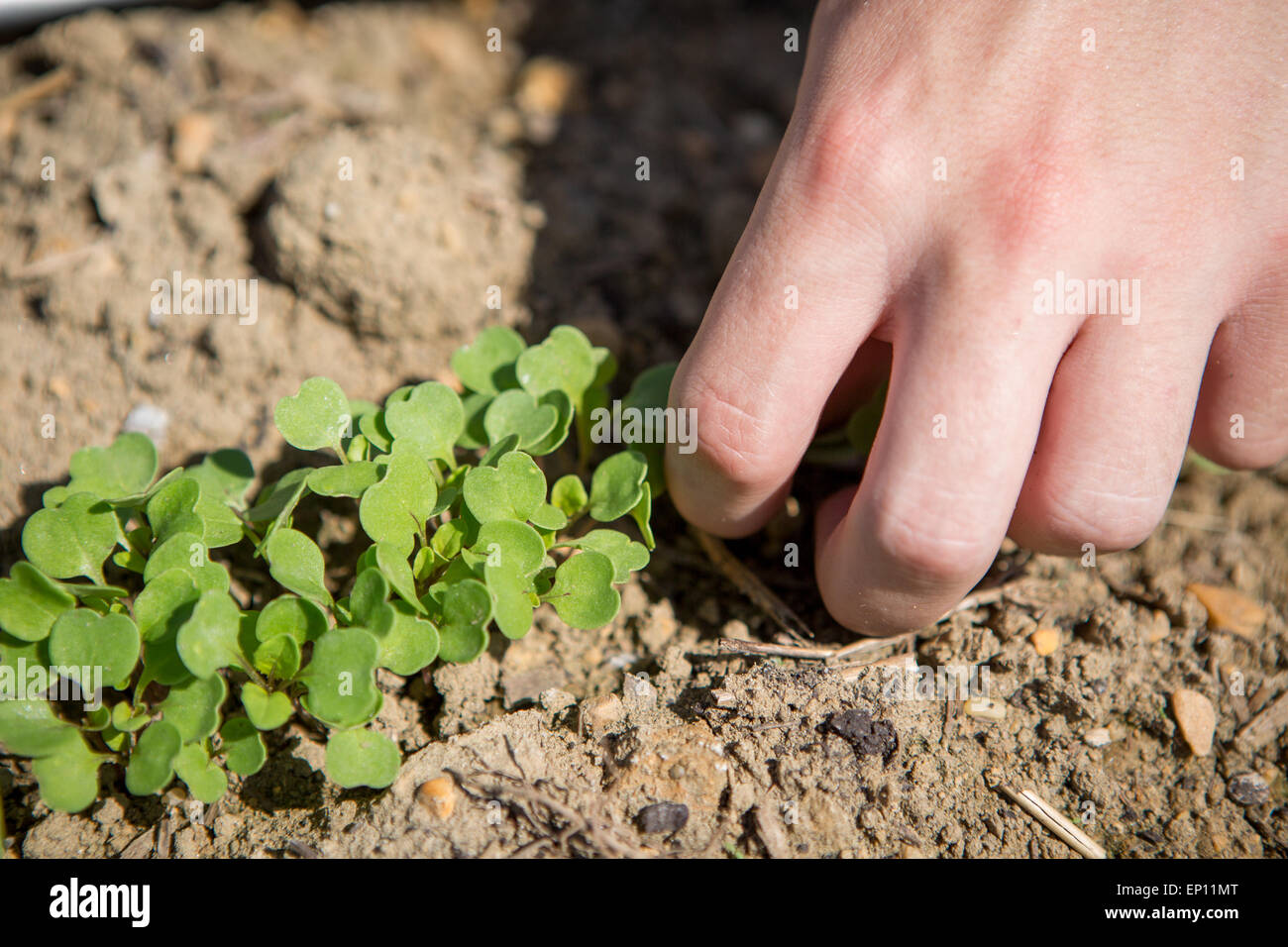 Hände, die kleine grüne Pflanze aus dem Boden aufnehmen. Stockfoto