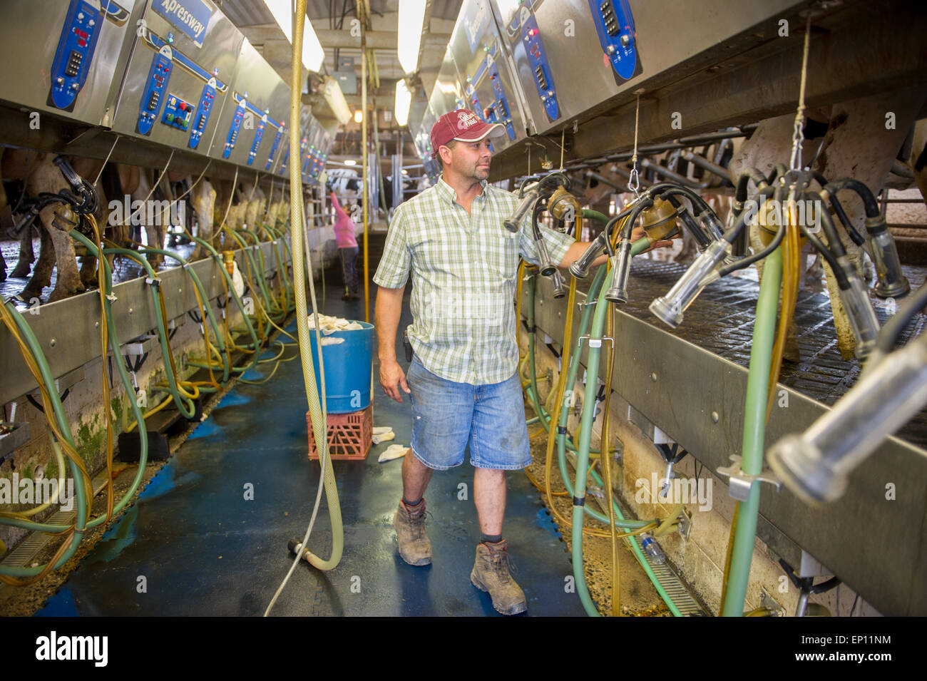Landwirt Überprüfung Molkereianlagen in einem Melkstand Betrieb in Ridgley, Maryland, USA Stockfoto