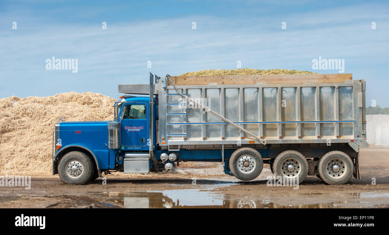 Große Lkw schleppen Silage in Ridgley, Maryland, USA Stockfoto