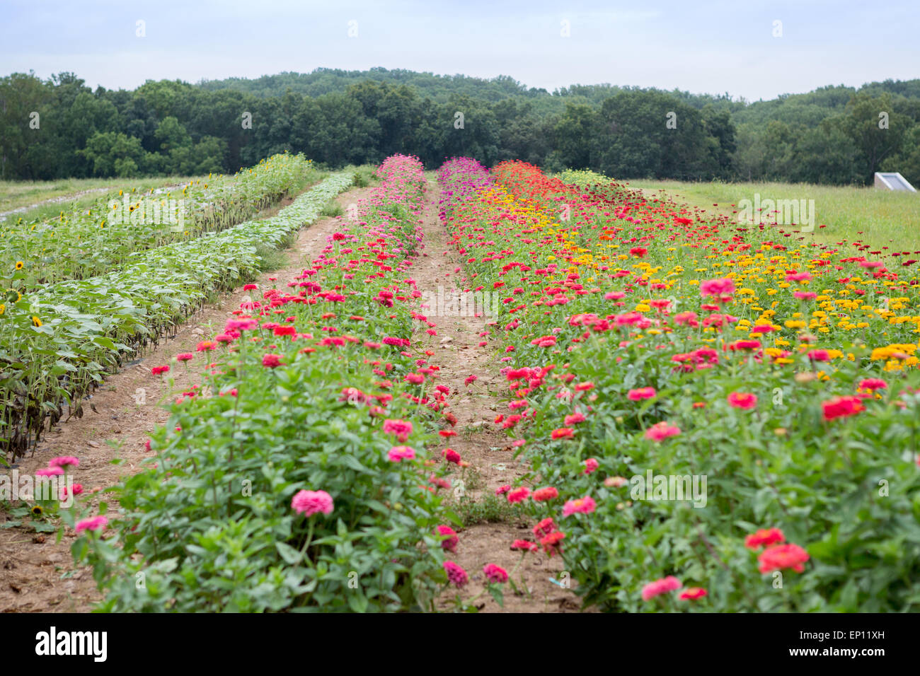 Blumenfeld in Fallston, Maryland, USA Stockfoto