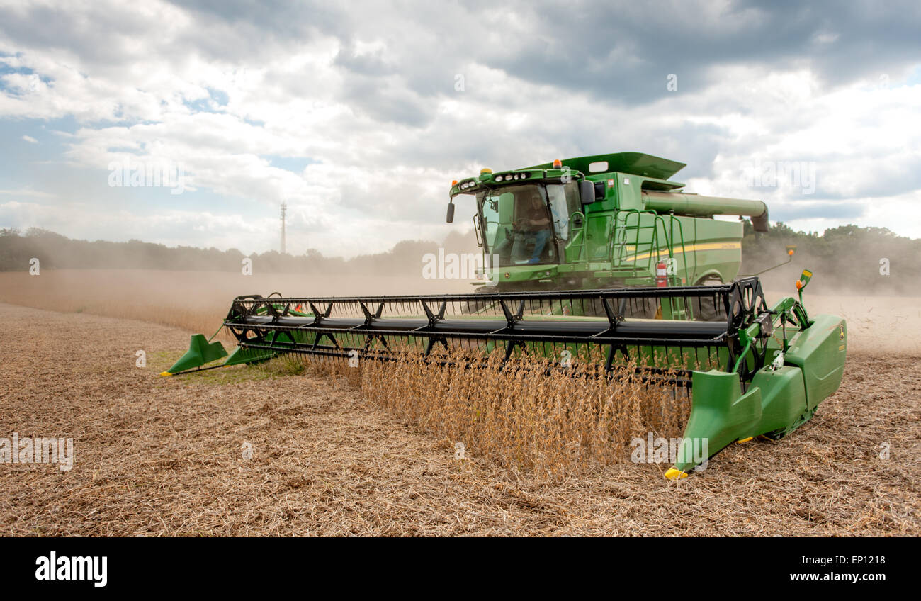 Soja-Ernte in Laytonsville, Maryland, USA Stockfoto