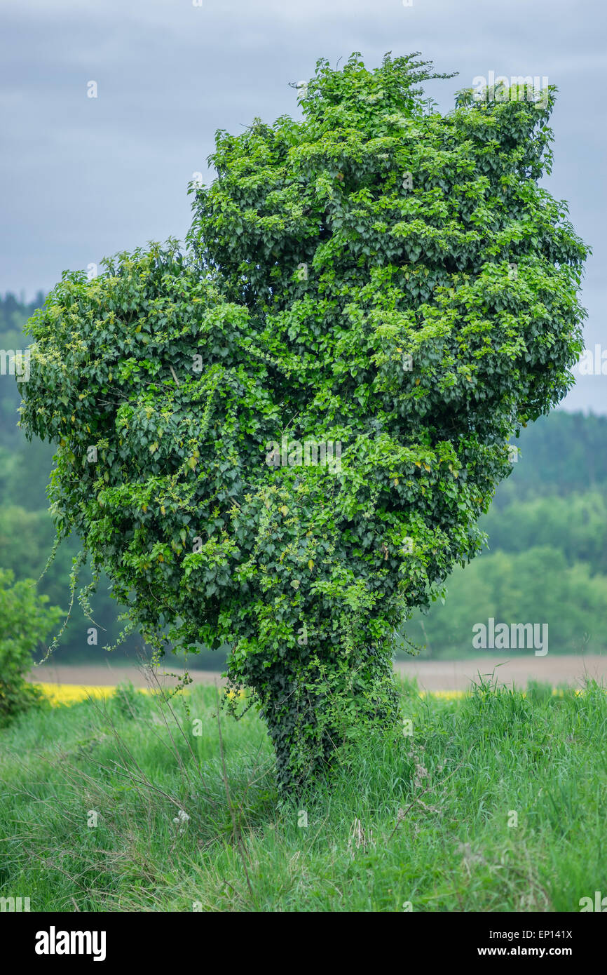 Toten alten Kirschbaum bedeckt vollstndig mit Efeu Hedera helix  Stockfotografie - Alamy