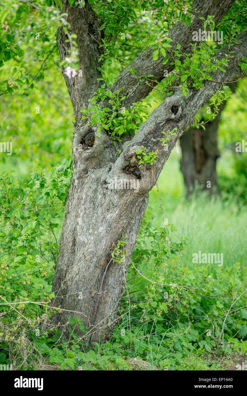 Alten Apfelbaum im Frühjahr Stockfoto