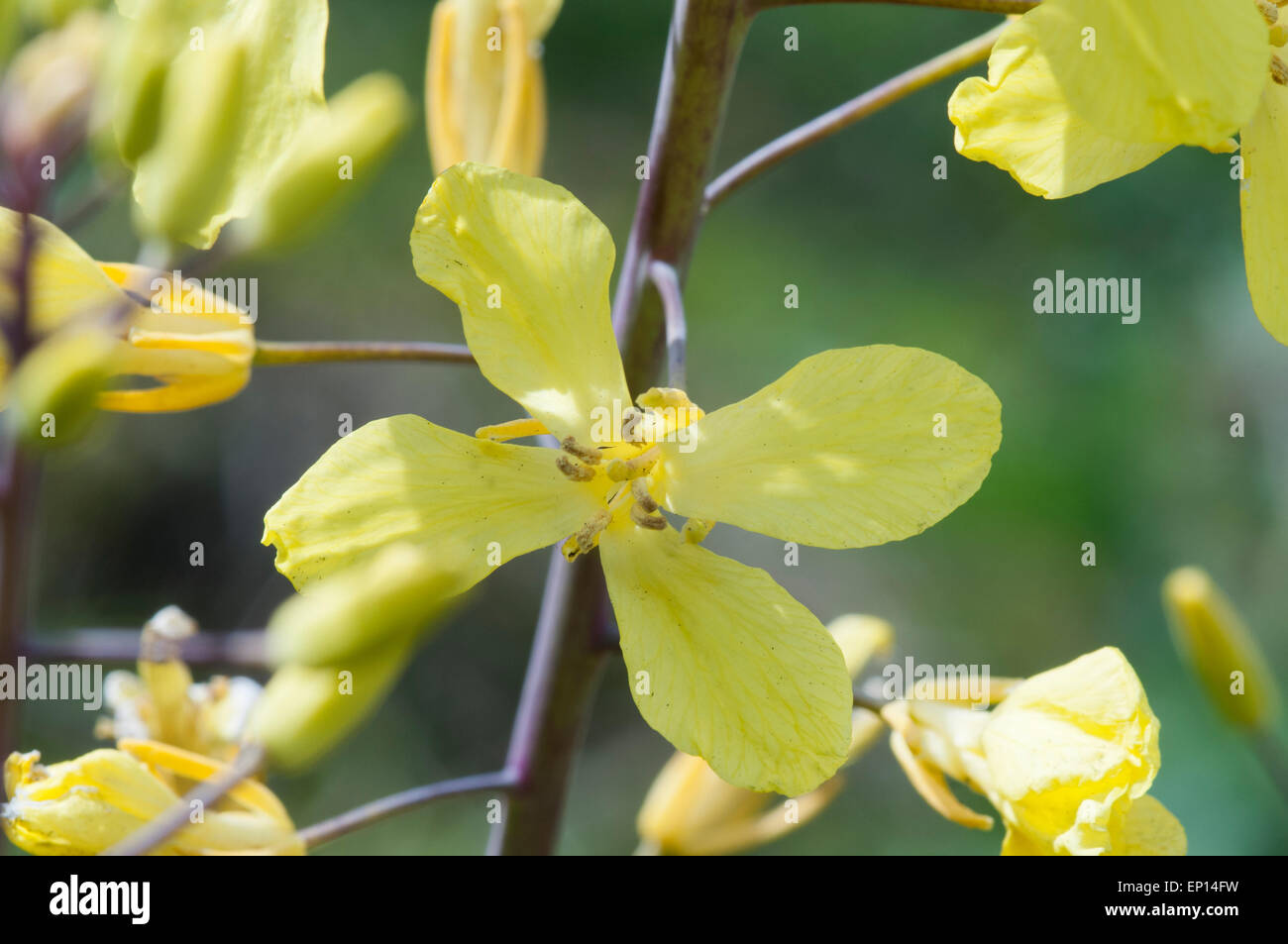 Lokal auf den Klippen von Dover Wild Kohl ist ein National knappe Werk - Nahaufnahme von einer Blume Stockfoto