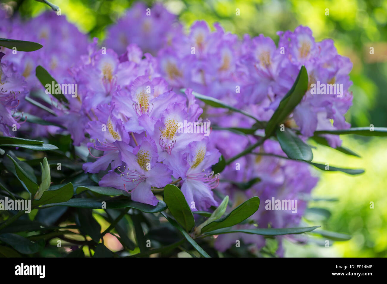 Lila violett Rhododendron "Panenka" Blüte Stockfoto