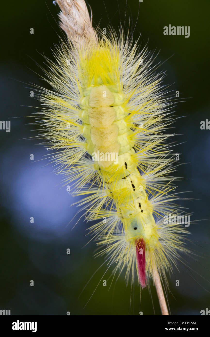 Blasse Tussock Moth (Calliteara Pudibunda) ausgewachsene Larve auf einem Rasen-Stiel. Powys, Wales. September. Stockfoto