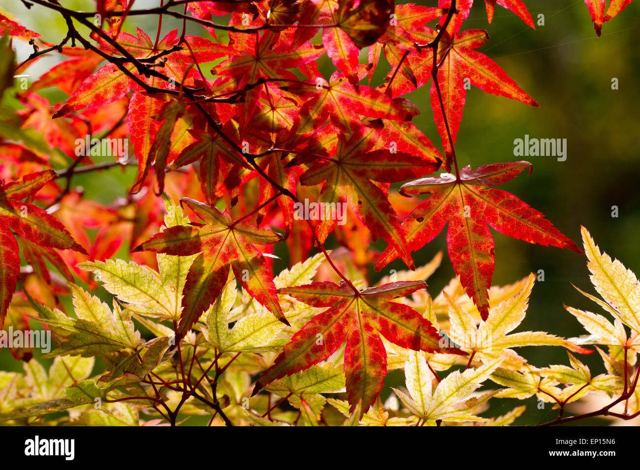 Japanischer Ahorn (Acer Palmatum) Sorte 'Ginko San' Blätter an einem Baum Farbe im Herbst drehen. Herefordshire, England. September. Stockfoto