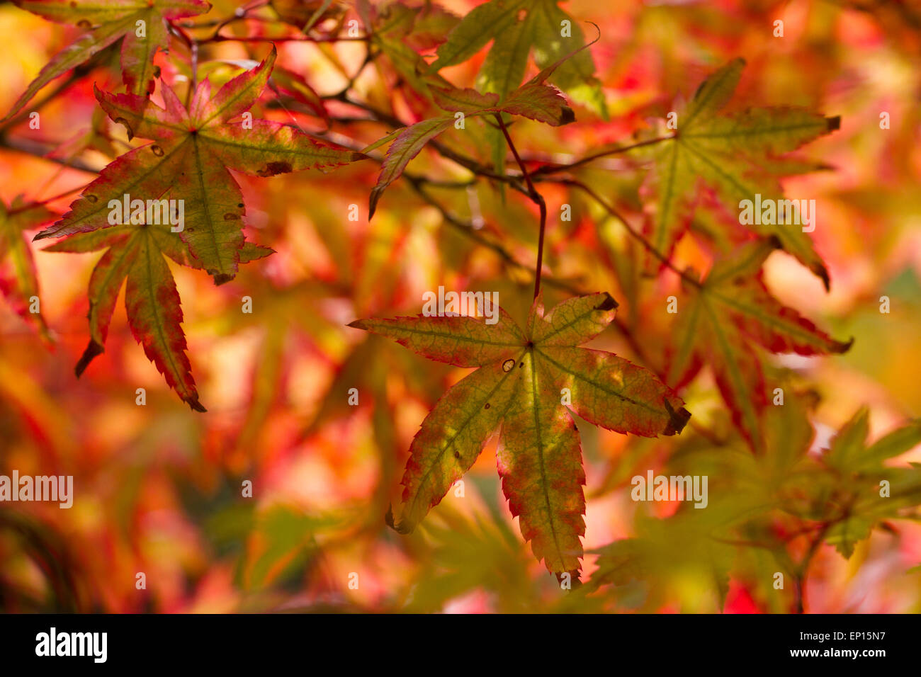 Japanischer Ahorn (Acer Palmatum) Sorte 'Ginko San' Blätter an einem Baum Farbe im Herbst drehen. Herefordshire, England. September. Stockfoto