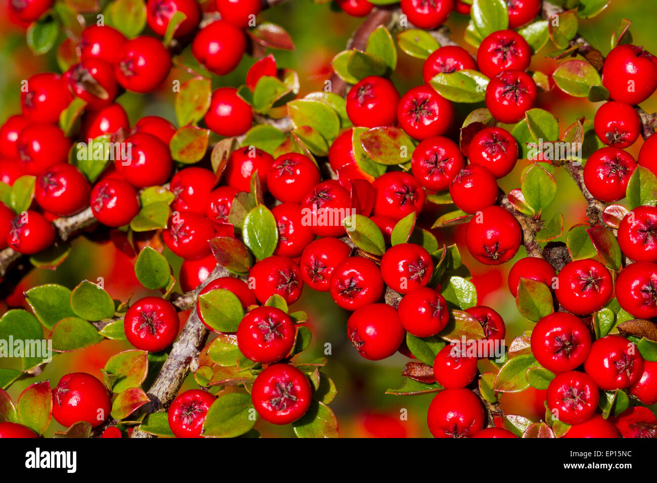 Wand-Zwergmispel (Zwergmispel Horizontalis) reife Beeren auf einem Strauch in einem Garten. Powys, Wales. Oktober. Stockfoto