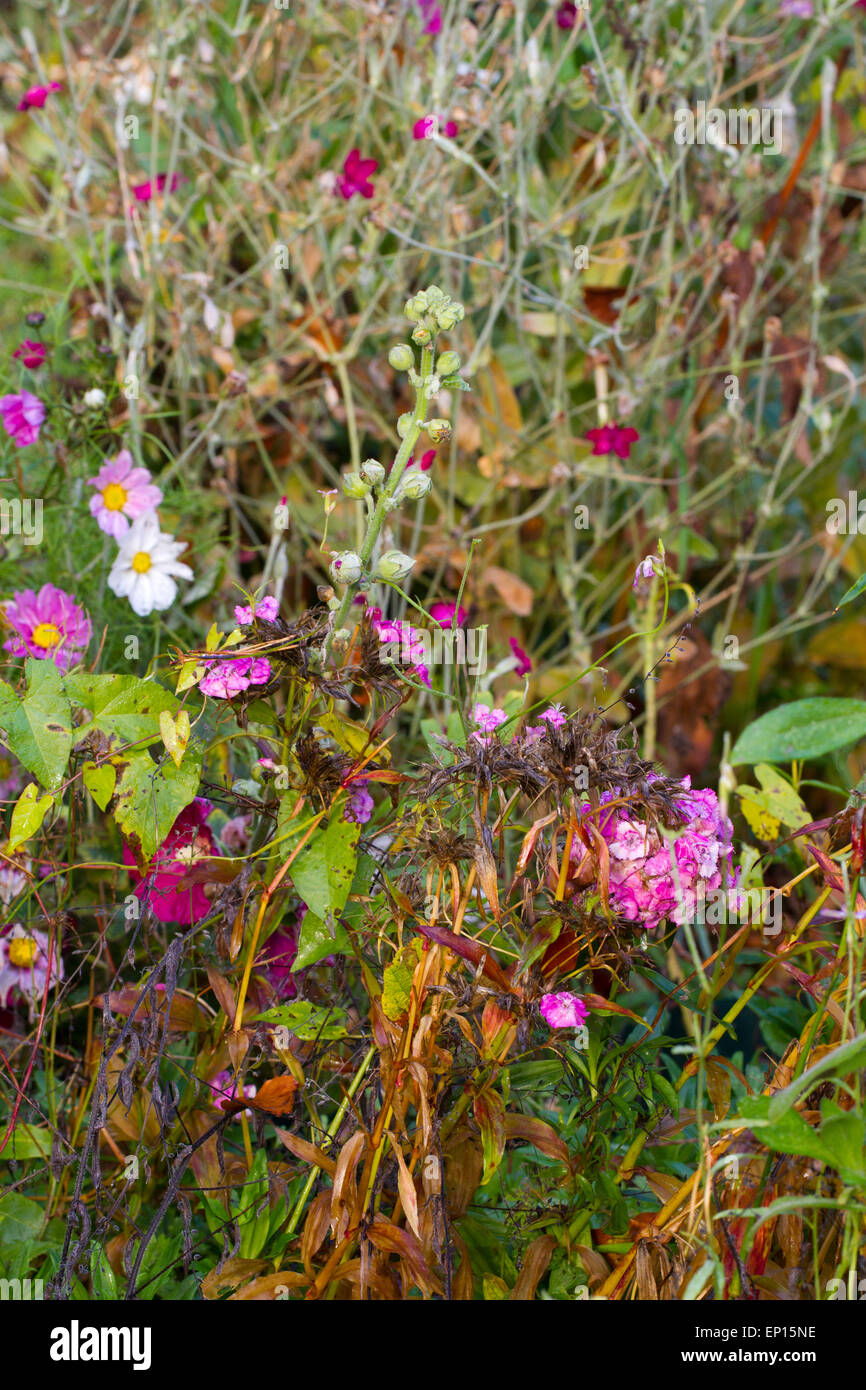 Sweet William (Dianthus Barbatus) und andere Blumen in einem Garten jährliche Grenze seeding und verfallenden im Herbst. Powys, Wales. Octo Stockfoto