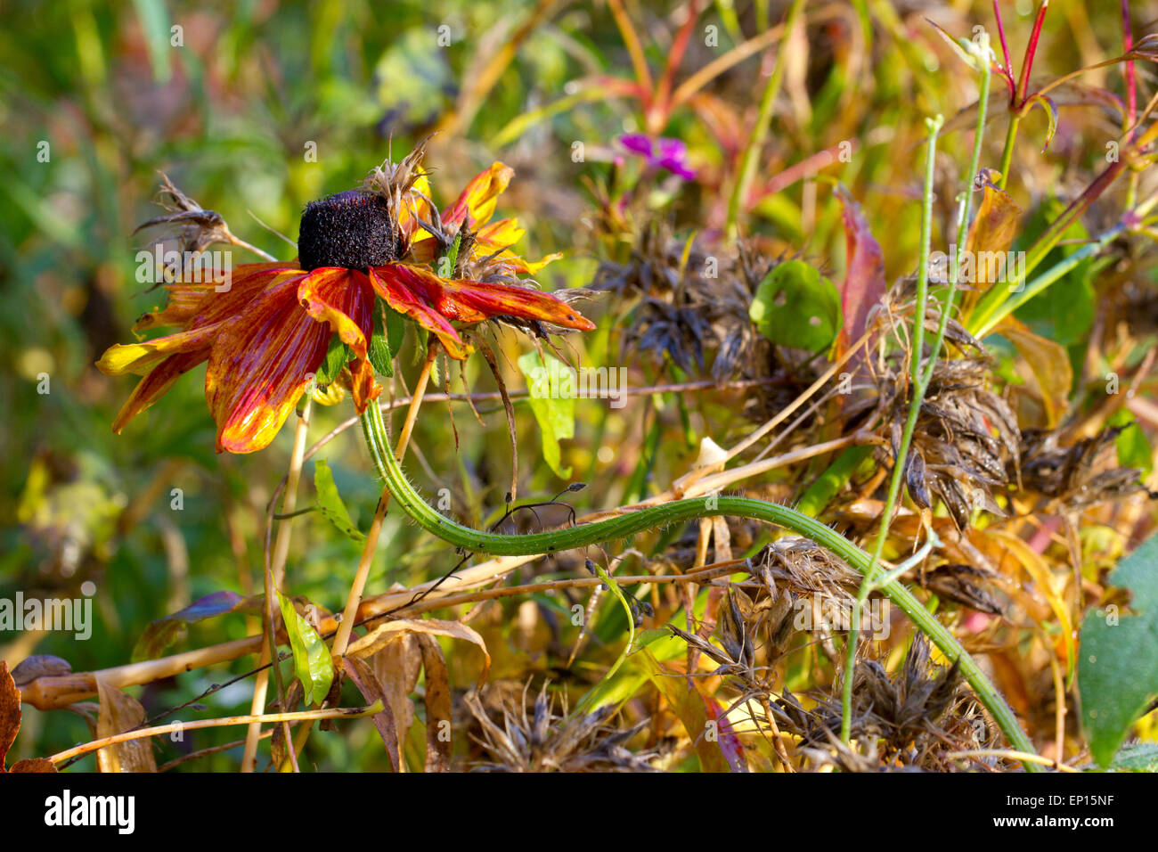 Blumen (Echinacea und Sweet William) in einem Garten jährliche Grenze seeding und verfallenden im Herbst. Powys, Wales. Oktober. Stockfoto