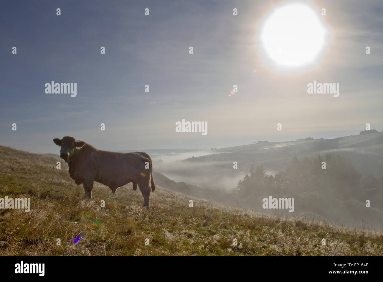 Hausrind. Charolais Stier stehend auf einem Hügel an einem nebligen Morgen. Auf einem Bio-Bauernhof in den walisischen Bergen. Powys, Wales. Stockfoto