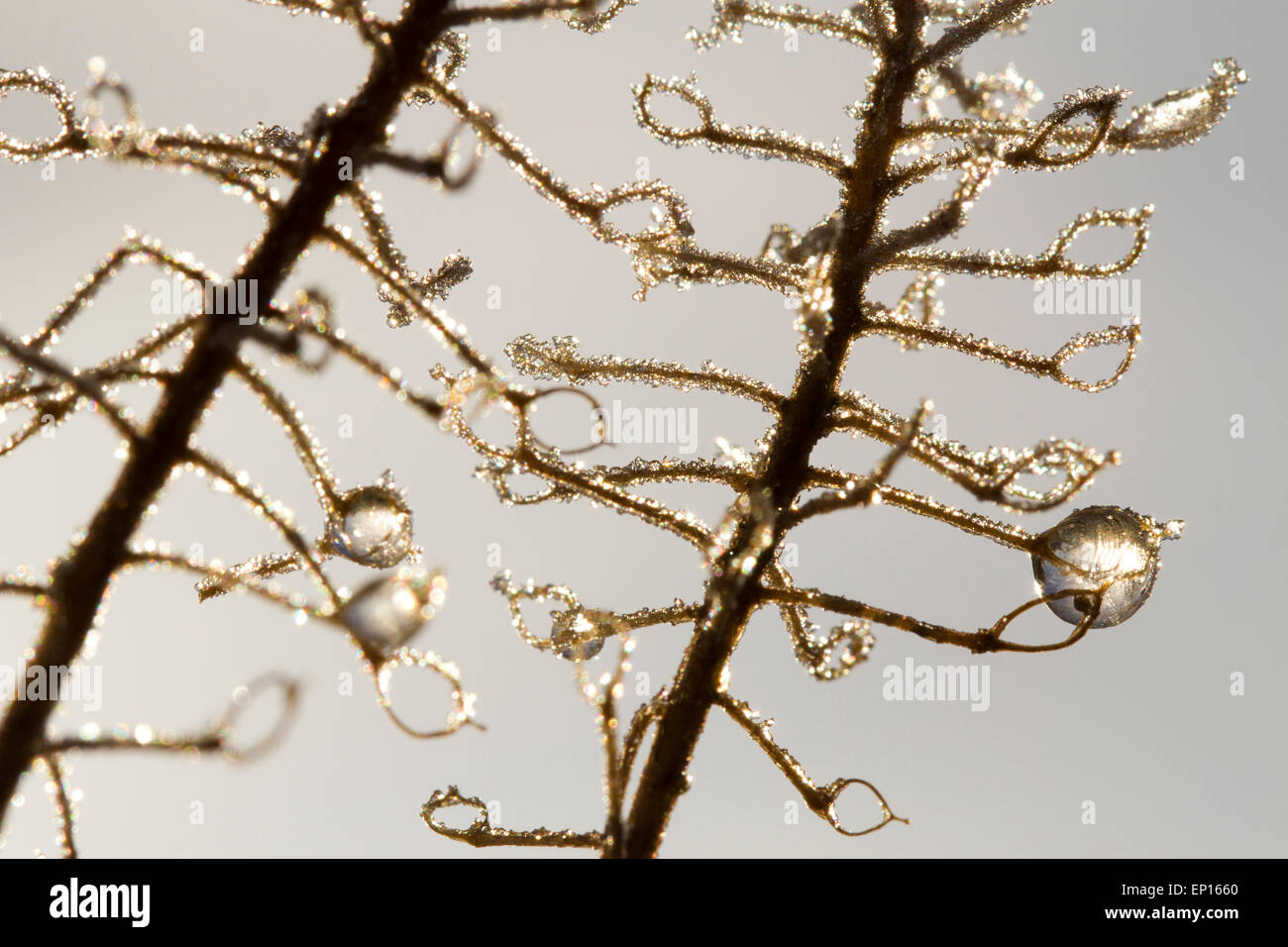 Frost im Winter Seedheads von Sweet Alyssum (Lobularia Maritima). Jährliche Garten. Powys, Wales. Januar. Stockfoto