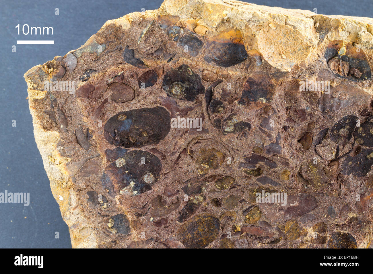 Fossilien - Anhäufung von mittleren Ordovizium Muscheln und einige Brachiopoden. Llanvirn Reihe von Builth Llandrindod Inlier. Stockfoto