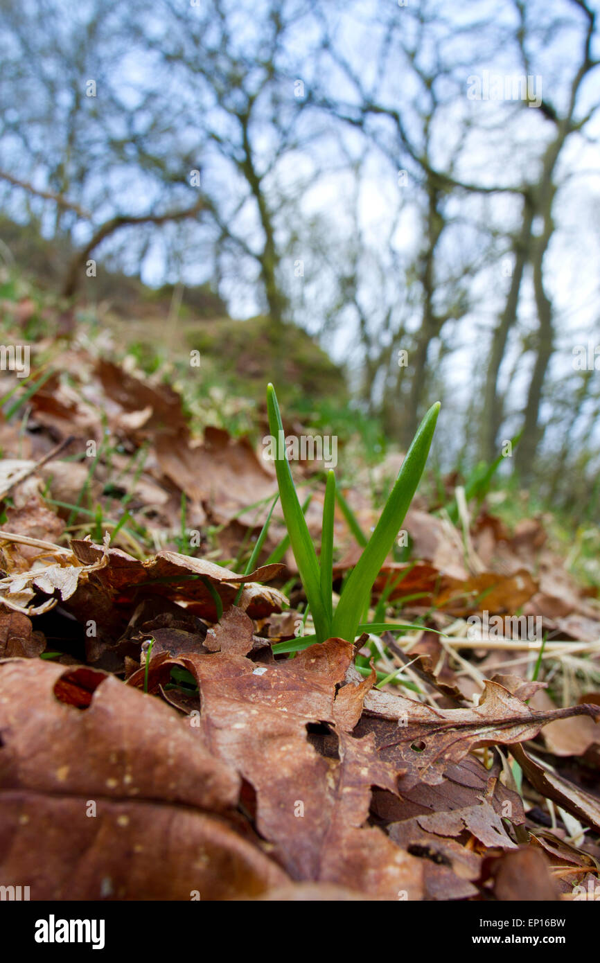 Bluebell (Hyacinthoides non-Scripta) neue Triebe in Eichenwälder. Powys, Wales. März. Stockfoto