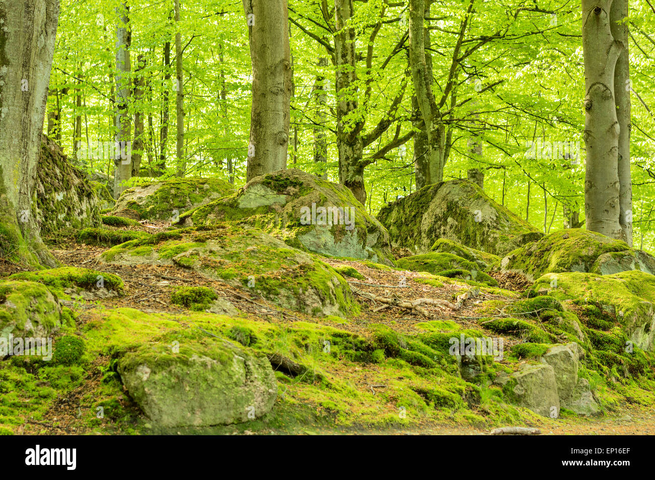 Buchenwald im Frühling. Granitblöcken bedeckt mit Moos und Flechten überall auf dem Boden. Ein sehr grün, aber natürliche Bild Stockfoto