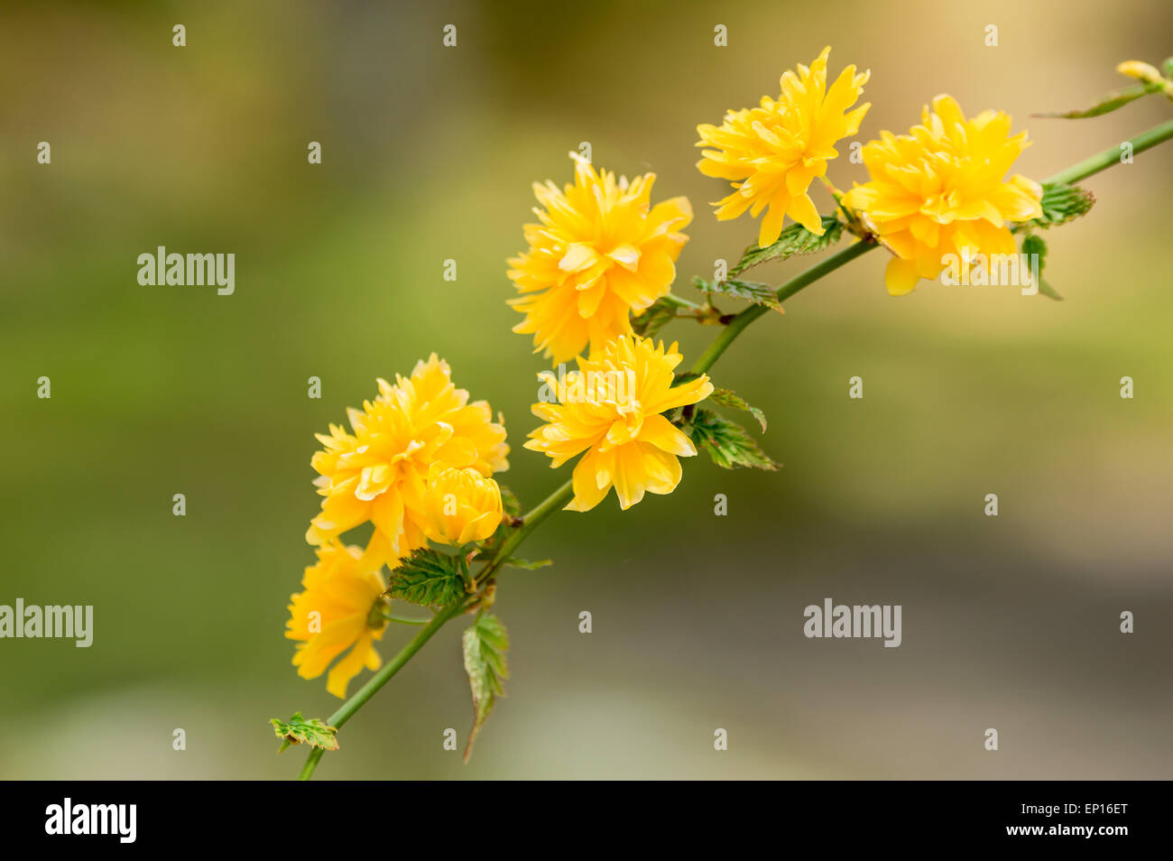 Kerria Japonica, einem schönen gelb blühender Strauch. Hier gesehen als