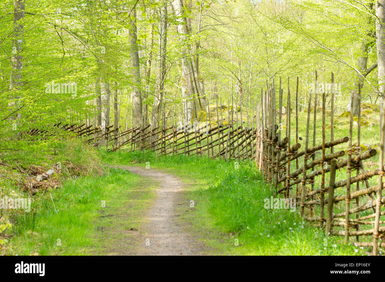 Traditionellen hölzernen Zaun aus Fichte und Wacholder. Diese Art von Zäunen waren der normale Weg des Fechtens in Skandinavien in den o Stockfoto