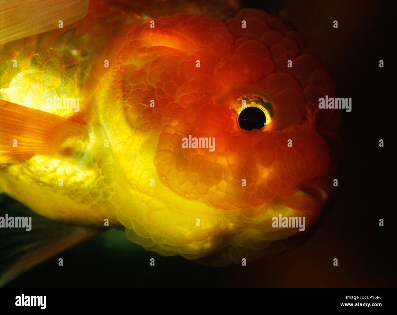 Carassius auratus Fotos und Bildmaterial in hoher Auflösung Alamy