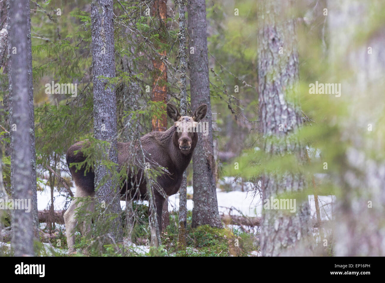 Elch, Alces Alces, stehend zwischen Bäumen suchen in der Kamera, Norrbotten, Schweden Stockfoto