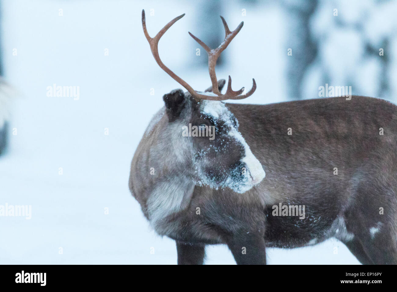 Rentier mit Schnee in seinem Gesicht, Gällivare Schweden Stockfoto
