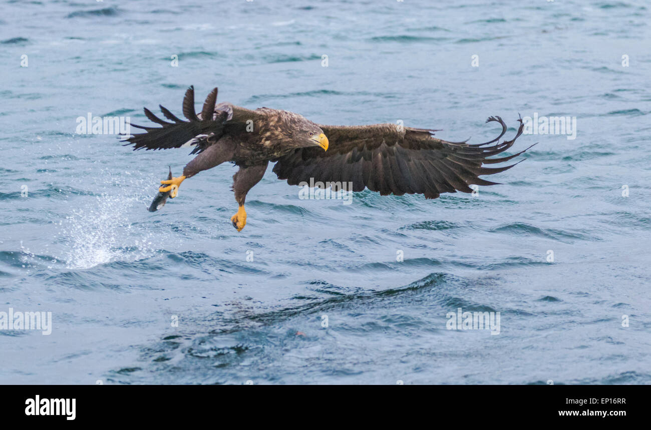 Seeadler, Haliaeetus Horste, Fischen, packte Flügel sind ausgespannt, Andenes, Norwegen Stockfoto