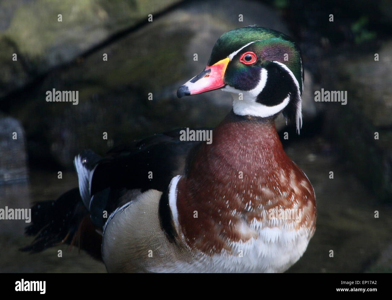 Männliche nordamerikanischen Wood Duck oder Carolina Ente (Aix Sponsa)-Porträt Stockfoto