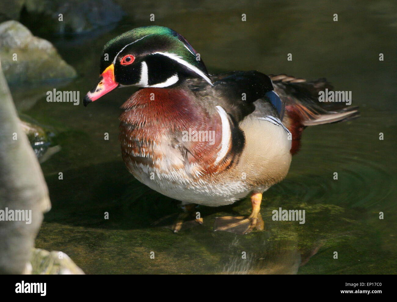 Ältere männliche North American Wood Duck oder Carolina Ente (Aix Sponsa) am Rand des Wassers Stockfoto