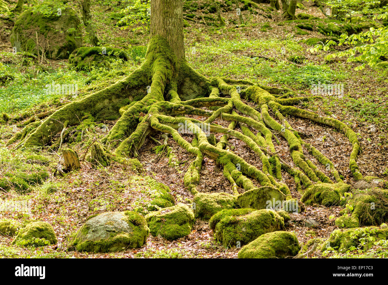 Moos bedeckt Wurzeln aus einer Buche oberirdisch. Diese Spinnen ein kompliziertes Muster auf dem Waldboden. Stockfoto