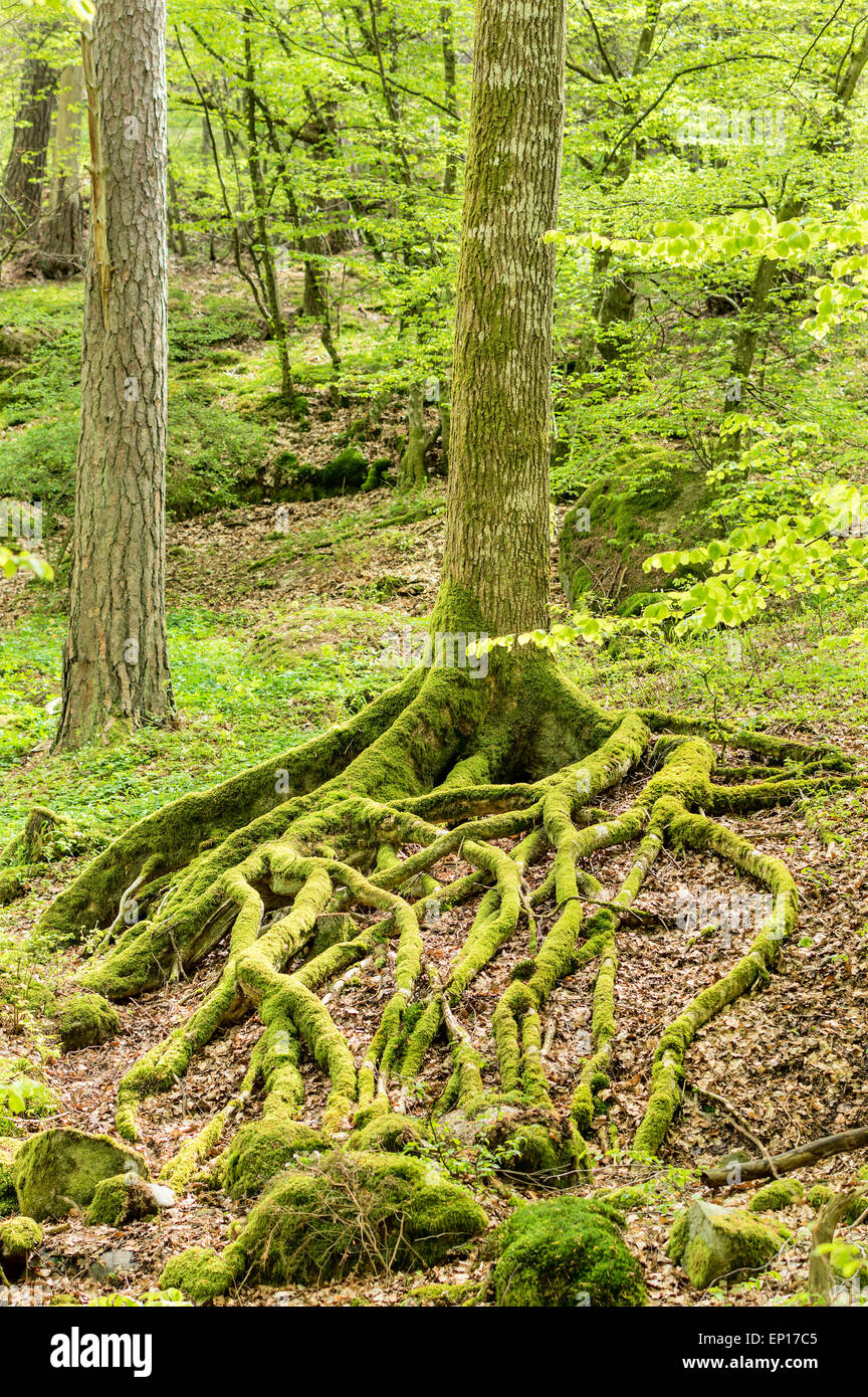 Moos bedeckt Wurzeln aus einer Buche oberirdisch. Diese Spinnen ein kompliziertes Muster auf dem Waldboden. Stockfoto