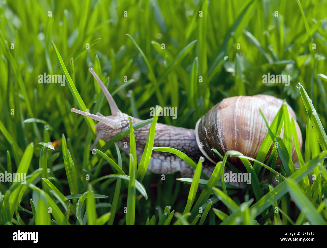 Schnecke im Garten auf dem Rasen Stockfotografie Alamy