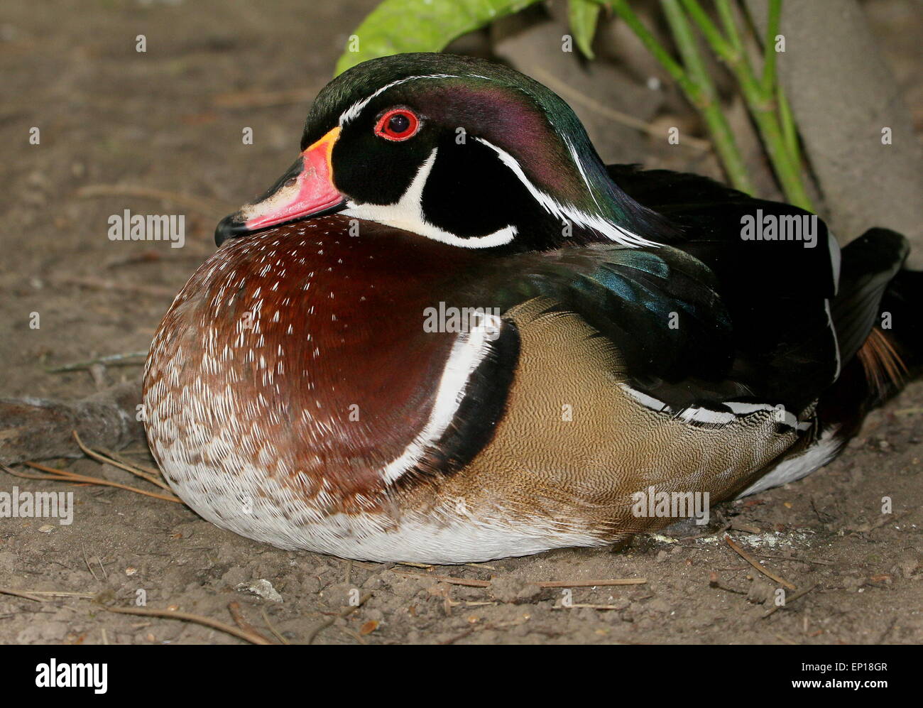 Reife North American Wood Duck oder Carolina Ente (Aix Sponsa) in voller Zucht Gefieder Stockfoto