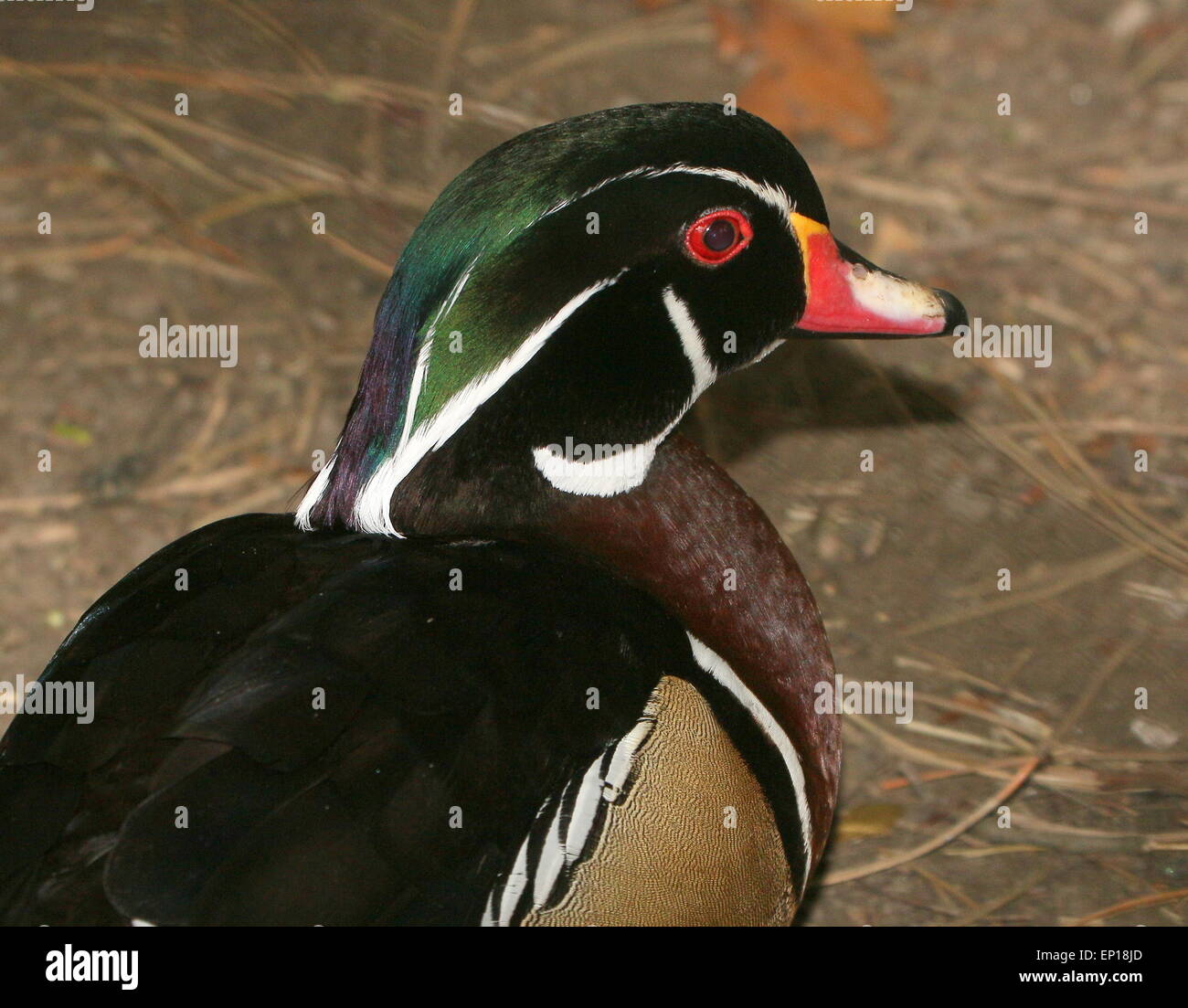 Männliche North American Wood Duck oder Carolina Ente (Aix Sponsa) in voller Zucht Gefieder Stockfoto