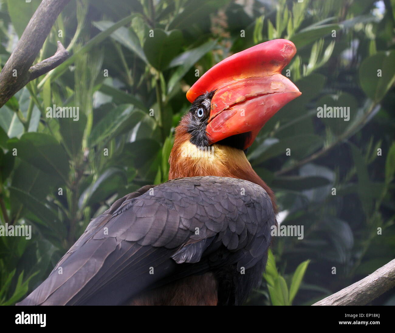 Weiblicher Philippinischer Rufous-Hornvogel (Buceros hydrocorax), Stockfoto