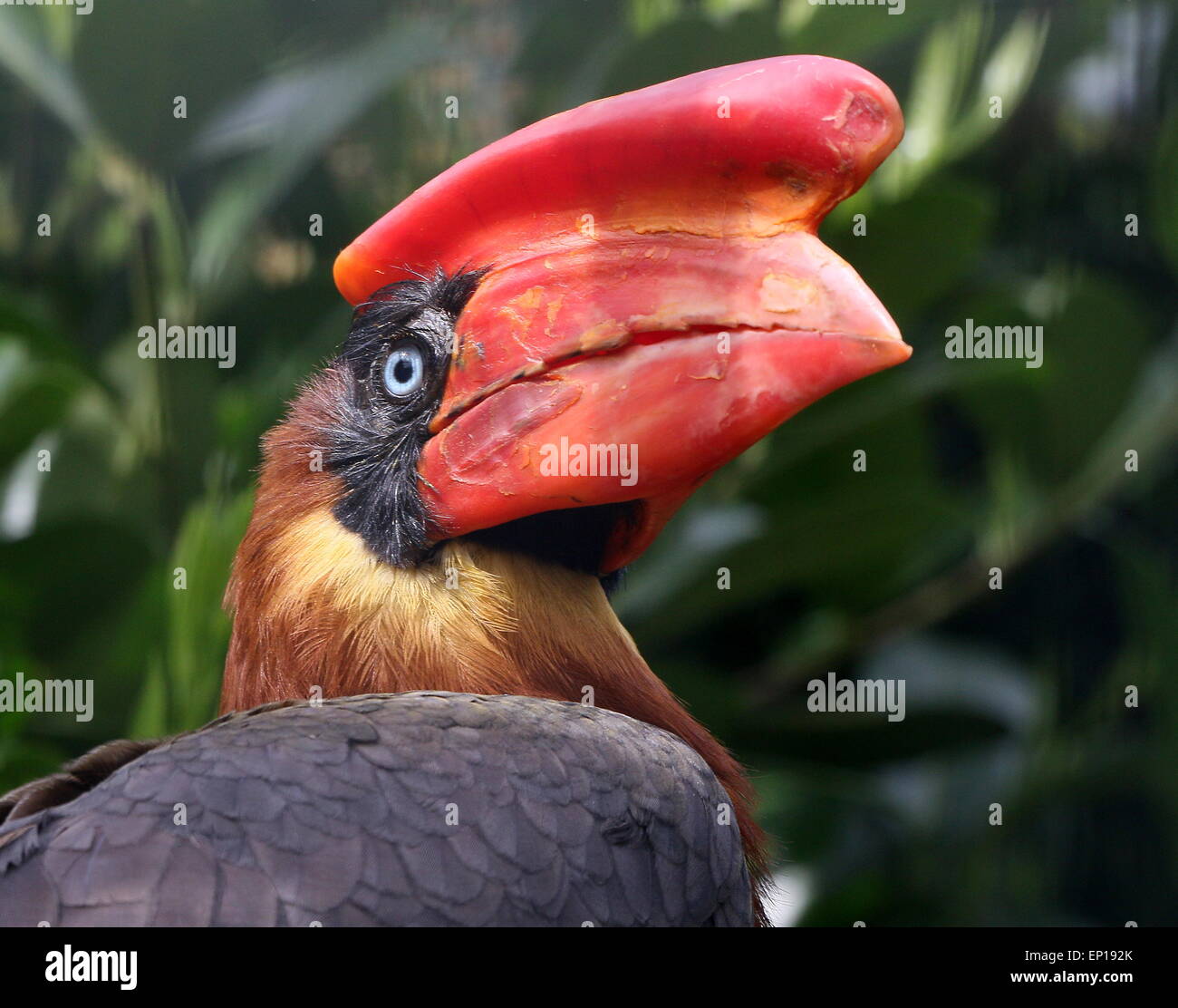 Der Kopf einer weiblichen Asiatischen Rufous Nashornvogel (Buceros hydrocorax), in der Nähe auch als Philippinische hornbill bekannt Stockfoto