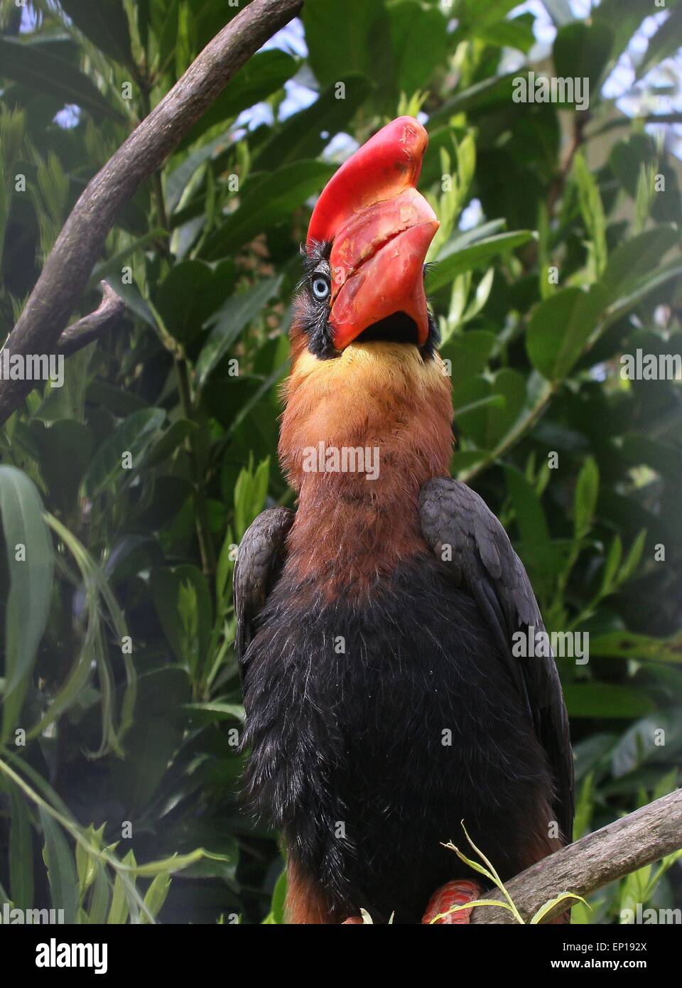 Asiatische Rufous Hornbill (Buceros Hydrocorax) Stockfoto