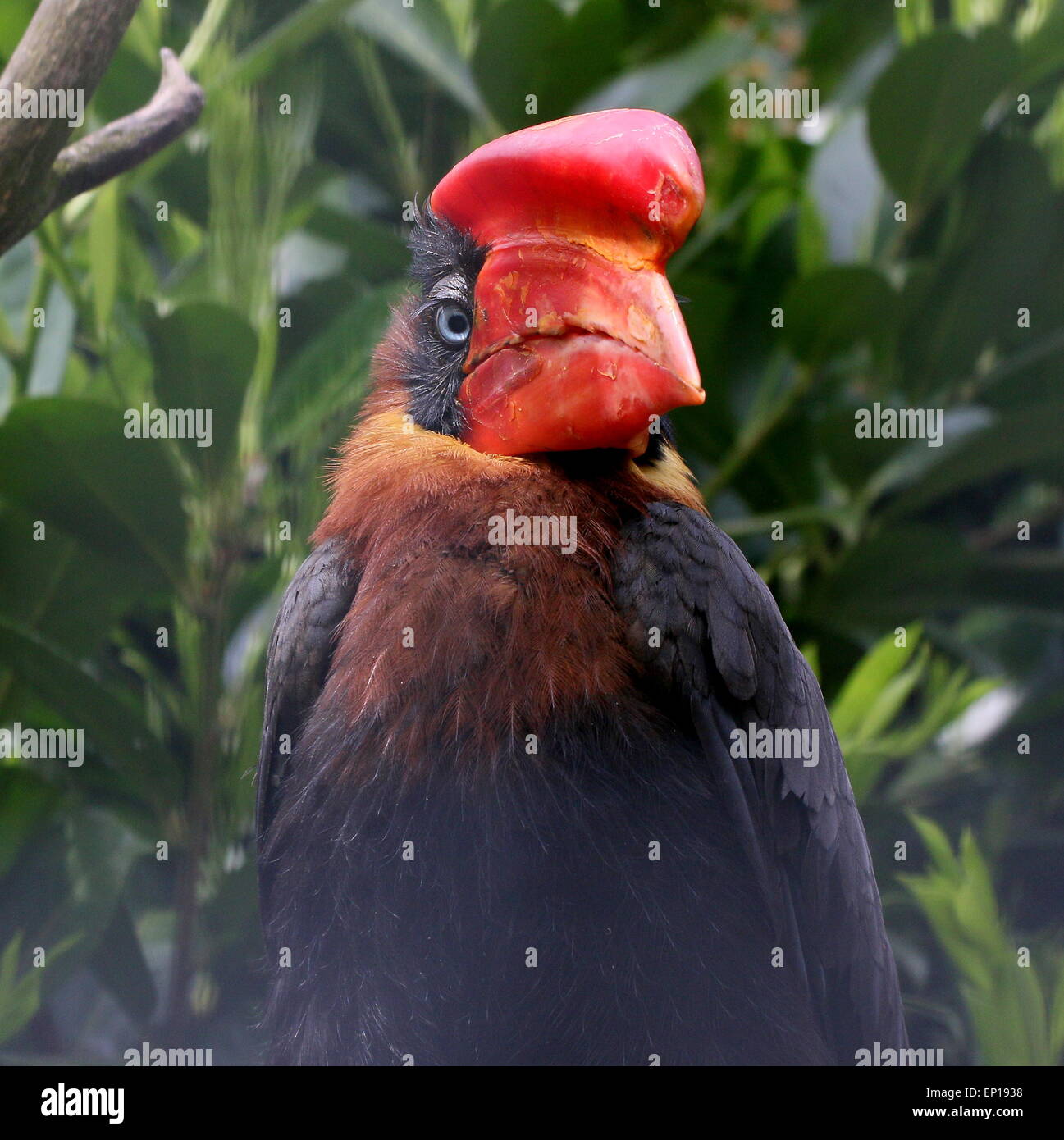 Der Kopf eines asiatischen Rufous Nashornvogel (Buceros hydrocorax), in der Nähe auch als Philippinische hornbill bekannt Stockfoto
