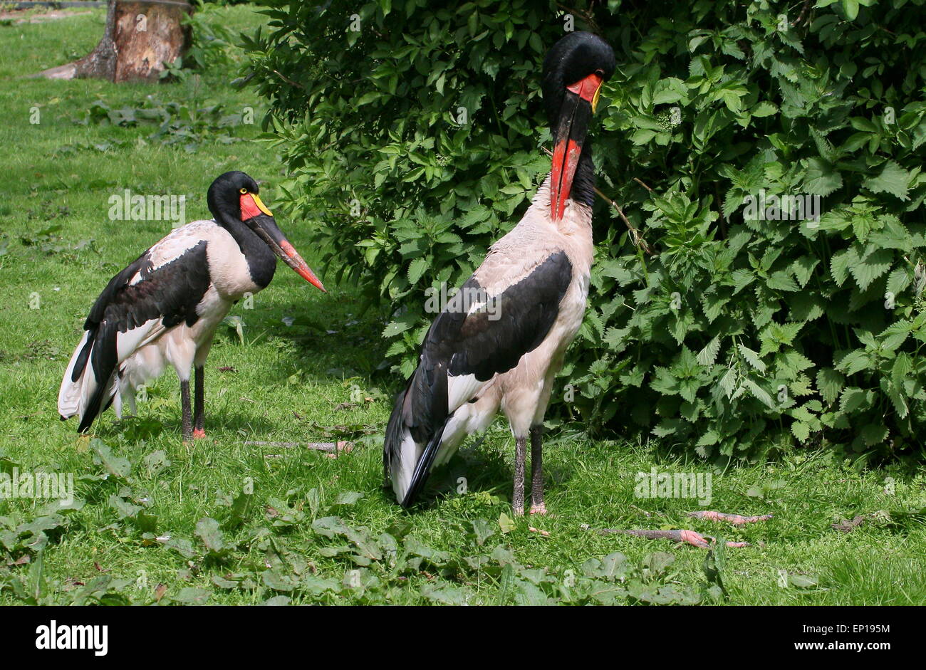 Westafrikanische Sattel – abgerechnet Storchenpaar (Nahrung Senegalensis), männliche sein Gefieder zu putzen Stockfoto