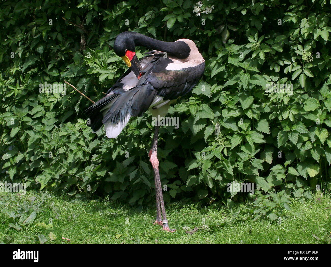 Bunte westafrikanischen Sattel – abgerechnet Storchenmann (Nahrung Senegalensis) seine Flügelfedern putzen Stockfoto