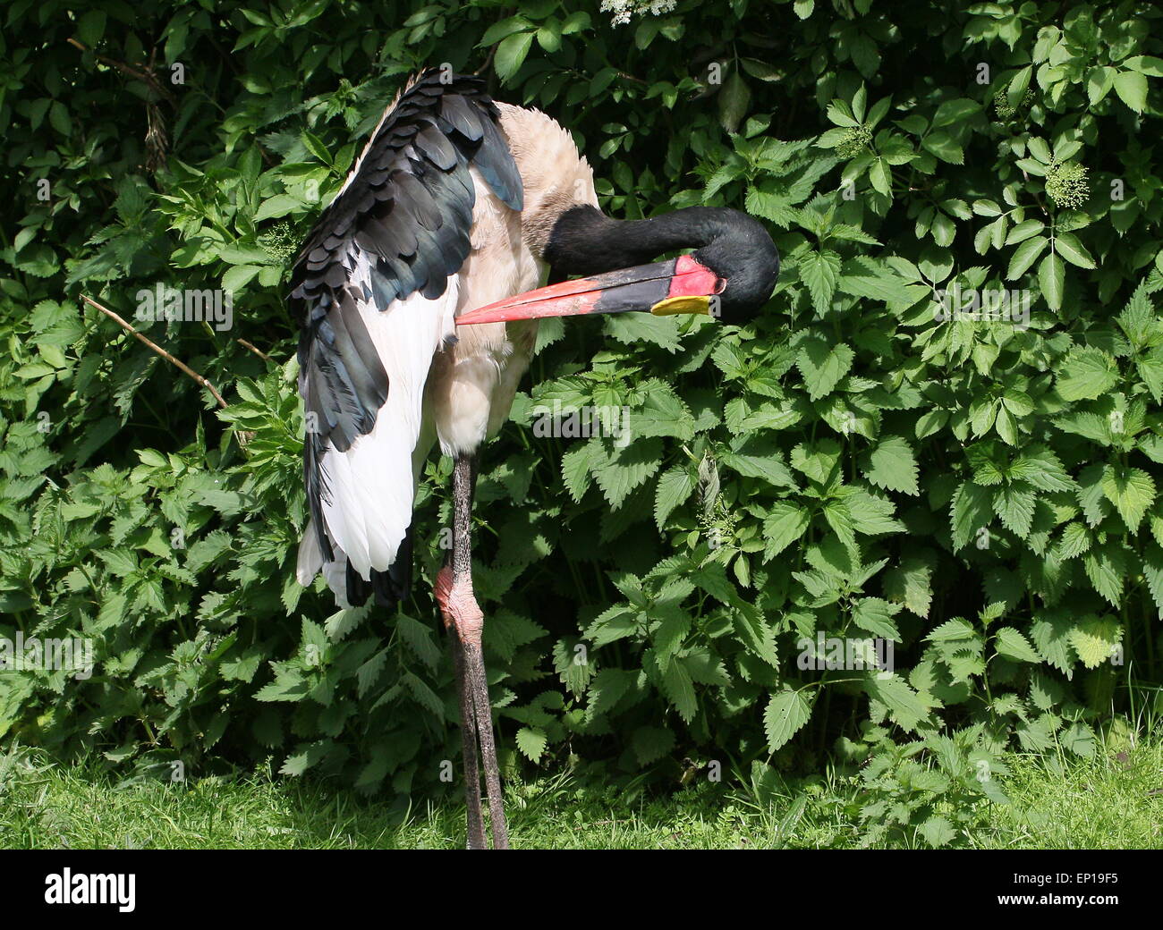 Westafrikanische Sattel – abgerechnet Storchenmann (Nahrung Senegalensis) seine Federn putzen Stockfoto