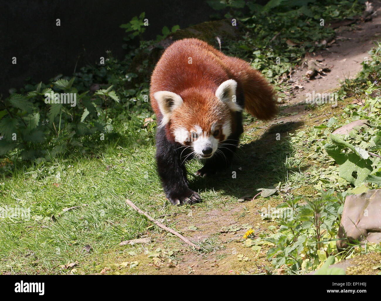 Asiatische rote Panda (Ailurus Fulgens) zu Fuß auf den Boden Stockfoto