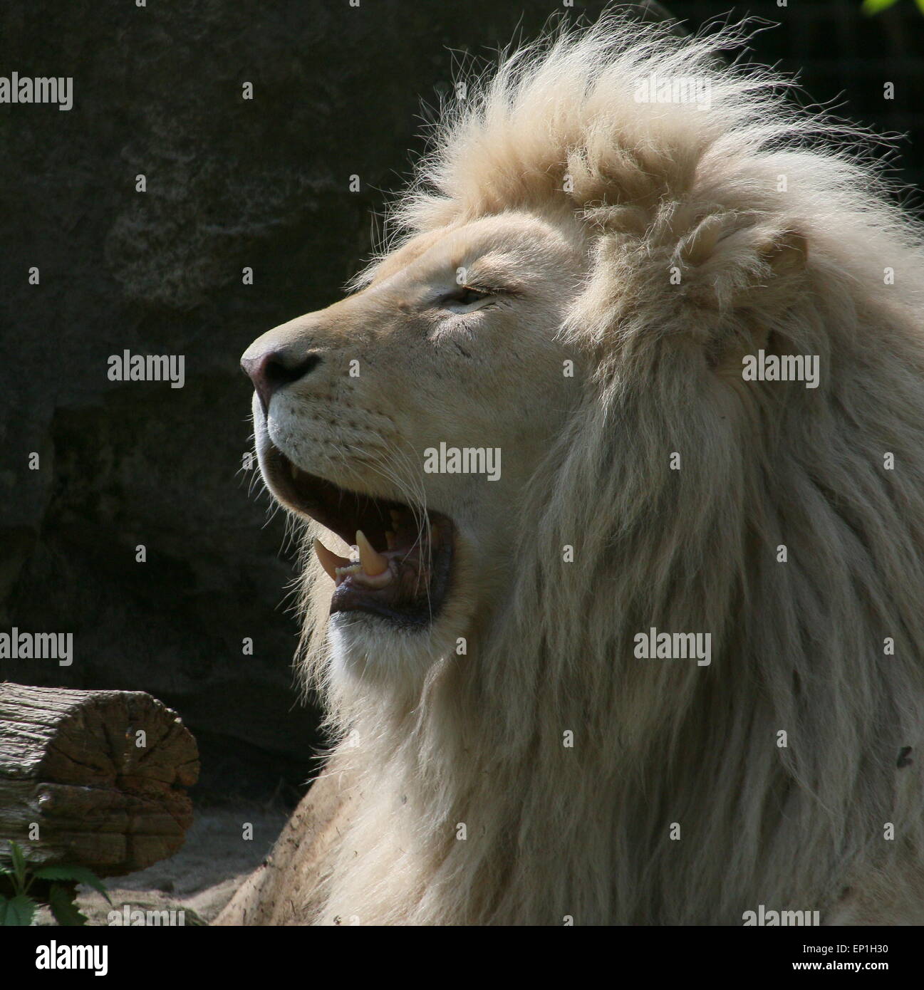 Wütende afrikanischen männlicher weißer Löwe (Panthera Leo Krugeri). Nahaufnahme beim Knurren Stockfoto