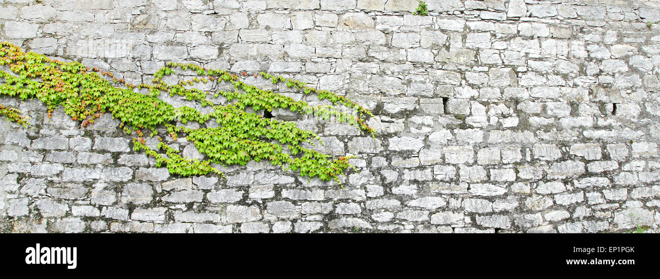 schöne grüne Efeu an alten Burg Steinmauer Stockfoto